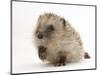 Baby Hedgehog (Erinaceus Europaeus) Portrait, Holding One Paw Aloft-Mark Taylor-Mounted Photographic Print