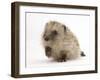 Baby Hedgehog (Erinaceus Europaeus) Portrait, Holding One Paw Aloft-Mark Taylor-Framed Photographic Print