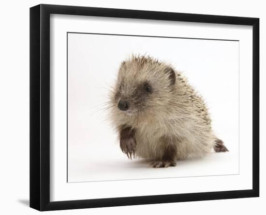 Baby Hedgehog (Erinaceus Europaeus) Portrait, Holding One Paw Aloft-Mark Taylor-Framed Photographic Print