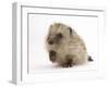 Baby Hedgehog (Erinaceus Europaeus) Portrait, Holding One Paw Aloft-Mark Taylor-Framed Photographic Print