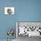 Baby Hedgehog (Erinaceus Europaeus) Portrait, Holding One Paw Aloft-Mark Taylor-Mounted Photographic Print displayed on a wall