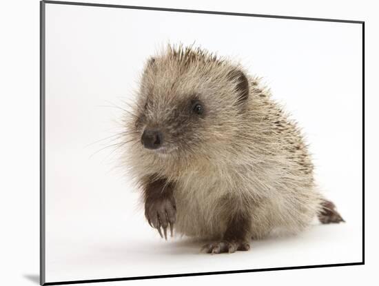 Baby Hedgehog (Erinaceus Europaeus) Portrait, Holding One Paw Aloft-Mark Taylor-Mounted Photographic Print