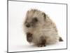 Baby Hedgehog (Erinaceus Europaeus) Portrait, Holding One Paw Aloft-Mark Taylor-Mounted Photographic Print