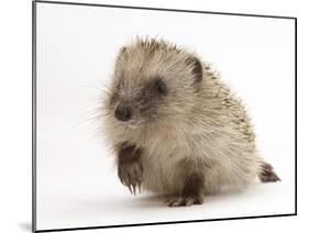 Baby Hedgehog (Erinaceus Europaeus) Portrait, Holding One Paw Aloft-Mark Taylor-Mounted Photographic Print