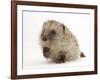 Baby Hedgehog (Erinaceus Europaeus) Portrait, Holding One Paw Aloft-Mark Taylor-Framed Photographic Print