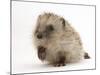 Baby Hedgehog (Erinaceus Europaeus) Portrait, Holding One Paw Aloft-Mark Taylor-Mounted Photographic Print