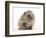 Baby Hedgehog (Erinaceus Europaeus) Portrait, Holding One Paw Aloft-Mark Taylor-Framed Photographic Print