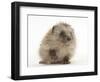 Baby Hedgehog (Erinaceus Europaeus) Portrait, Holding One Paw Aloft-Mark Taylor-Framed Photographic Print