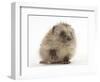 Baby Hedgehog (Erinaceus Europaeus) Portrait, Holding One Paw Aloft-Mark Taylor-Framed Photographic Print