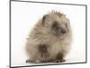 Baby Hedgehog (Erinaceus Europaeus) Portrait, Holding One Paw Aloft-Mark Taylor-Mounted Photographic Print