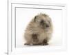 Baby Hedgehog (Erinaceus Europaeus) Portrait, Holding One Paw Aloft-Mark Taylor-Framed Photographic Print