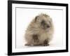 Baby Hedgehog (Erinaceus Europaeus) Portrait, Holding One Paw Aloft-Mark Taylor-Framed Photographic Print