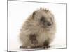 Baby Hedgehog (Erinaceus Europaeus) Portrait, Holding One Paw Aloft-Mark Taylor-Mounted Photographic Print