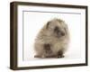 Baby Hedgehog (Erinaceus Europaeus) Portrait, Holding One Paw Aloft-Mark Taylor-Framed Photographic Print