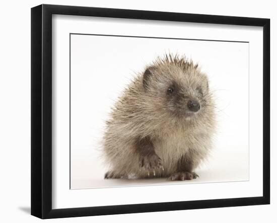 Baby Hedgehog (Erinaceus Europaeus) Portrait, Holding One Paw Aloft-Mark Taylor-Framed Photographic Print