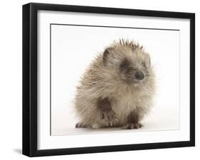 Baby Hedgehog (Erinaceus Europaeus) Portrait, Holding One Paw Aloft-Mark Taylor-Framed Photographic Print