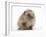 Baby Hedgehog (Erinaceus Europaeus) Portrait, Holding One Paw Aloft-Mark Taylor-Framed Photographic Print