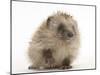 Baby Hedgehog (Erinaceus Europaeus) Portrait, Holding One Paw Aloft-Mark Taylor-Mounted Photographic Print