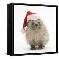 Baby Hedgehog (Erinaceus Europaeus) Wearing a Father Christmas Hat-Mark Taylor-Framed Stretched Canvas