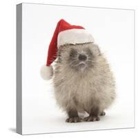 Baby Hedgehog (Erinaceus Europaeus) Wearing a Father Christmas Hat-Mark Taylor-Stretched Canvas