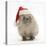 Baby Hedgehog (Erinaceus Europaeus) Wearing a Father Christmas Hat-Mark Taylor-Stretched Canvas
