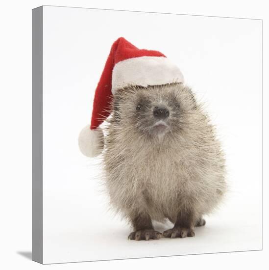 Baby Hedgehog (Erinaceus Europaeus) Wearing a Father Christmas Hat-Mark Taylor-Stretched Canvas