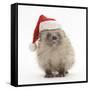 Baby Hedgehog (Erinaceus Europaeus) Wearing a Father Christmas Hat-Mark Taylor-Framed Stretched Canvas