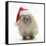 Baby Hedgehog (Erinaceus Europaeus) Wearing a Father Christmas Hat-Mark Taylor-Framed Stretched Canvas