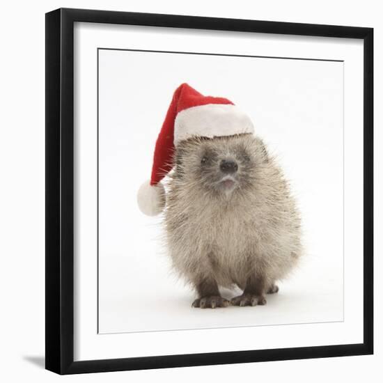 Baby Hedgehog (Erinaceus Europaeus) Wearing a Father Christmas Hat-Mark Taylor-Framed Premium Photographic Print