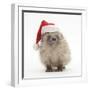 Baby Hedgehog (Erinaceus Europaeus) Wearing a Father Christmas Hat-Mark Taylor-Framed Premium Photographic Print