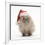 Baby Hedgehog (Erinaceus Europaeus) Wearing a Father Christmas Hat-Mark Taylor-Framed Photographic Print