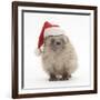 Baby Hedgehog (Erinaceus Europaeus) Wearing a Father Christmas Hat-Mark Taylor-Framed Photographic Print