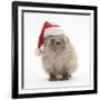 Baby Hedgehog (Erinaceus Europaeus) Wearing a Father Christmas Hat-Mark Taylor-Framed Photographic Print