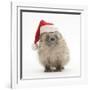 Baby Hedgehog (Erinaceus Europaeus) Wearing a Father Christmas Hat-Mark Taylor-Framed Photographic Print