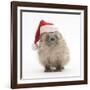 Baby Hedgehog (Erinaceus Europaeus) Wearing a Father Christmas Hat-Mark Taylor-Framed Photographic Print