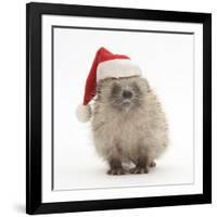 Baby Hedgehog (Erinaceus Europaeus) Wearing a Father Christmas Hat-Mark Taylor-Framed Photographic Print