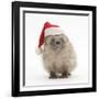 Baby Hedgehog (Erinaceus Europaeus) Wearing a Father Christmas Hat-Mark Taylor-Framed Photographic Print