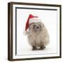 Baby Hedgehog (Erinaceus Europaeus) Wearing a Father Christmas Hat-Mark Taylor-Framed Photographic Print