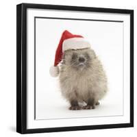 Baby Hedgehog (Erinaceus Europaeus) Wearing a Father Christmas Hat-Mark Taylor-Framed Photographic Print