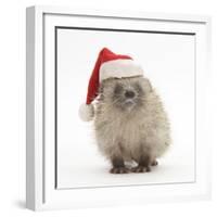 Baby Hedgehog (Erinaceus Europaeus) Wearing a Father Christmas Hat-Mark Taylor-Framed Photographic Print