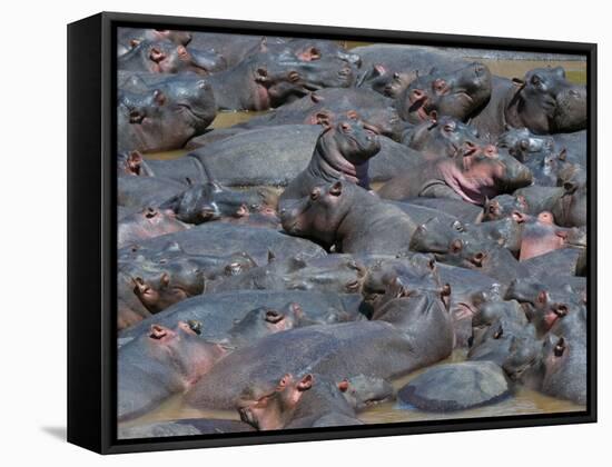 Baby Hippo Standing in the Middle of a Herd (Hippopotamus Amphibius), Masai Mara National Reserve, -Sergio Pitamitz-Framed Stretched Canvas