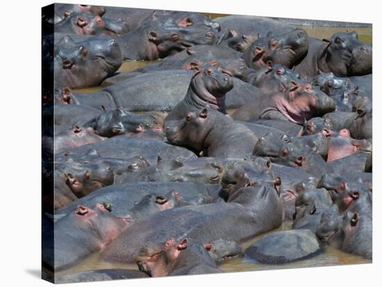 Baby Hippo Standing in the Middle of a Herd (Hippopotamus Amphibius), Masai Mara National Reserve, -Sergio Pitamitz-Stretched Canvas