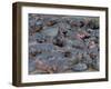 Baby Hippo Standing in the Middle of a Herd (Hippopotamus Amphibius), Masai Mara National Reserve, -Sergio Pitamitz-Framed Photographic Print