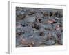 Baby Hippo Standing in the Middle of a Herd (Hippopotamus Amphibius), Masai Mara National Reserve, -Sergio Pitamitz-Framed Photographic Print