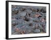 Baby Hippo Standing in the Middle of a Herd (Hippopotamus Amphibius), Masai Mara National Reserve, -Sergio Pitamitz-Framed Photographic Print