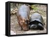 Baby Hippo Walks Along with its 'Mother', a Giant Male Aldabran Tortoise, at Mombasa Haller Park-null-Framed Stretched Canvas