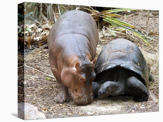 Baby Hippo Walks Along with its 'Mother', a Giant Male Aldabran Tortoise, at Mombasa Haller Park-null-Stretched Canvas
