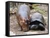 Baby Hippo Walks Along with its 'Mother', a Giant Male Aldabran Tortoise, at Mombasa Haller Park-null-Framed Stretched Canvas