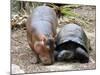 Baby Hippo Walks Along with its 'Mother', a Giant Male Aldabran Tortoise, at Mombasa Haller Park-null-Mounted Photographic Print