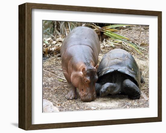 Baby Hippo Walks Along with its 'Mother', a Giant Male Aldabran Tortoise, at Mombasa Haller Park-null-Framed Photographic Print